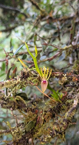 Squid Orchid (Hofmeisterella eumicroscopica)