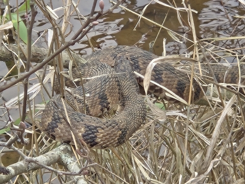 Diamondback Watersnake