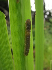 Rhadinoceraea micans