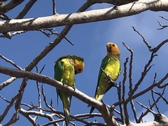 Eupsittula pertinax xanthogenia