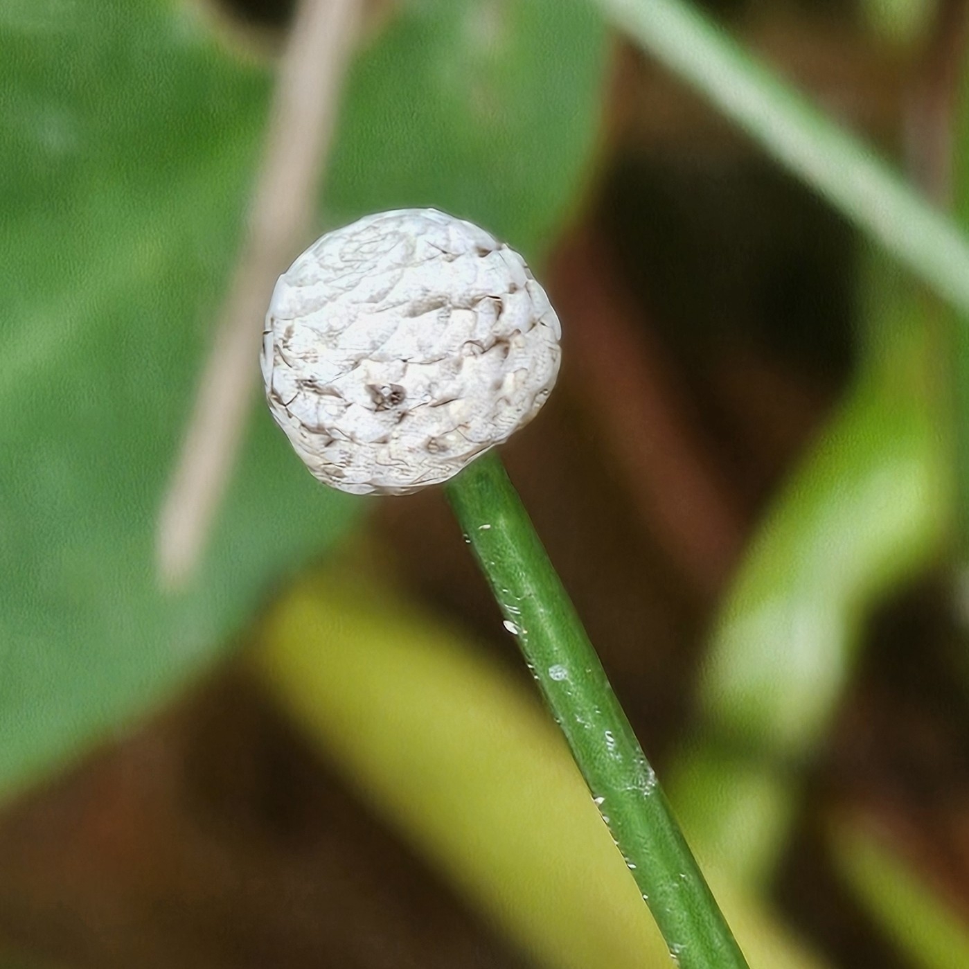 Eriocaulon willdenovianum