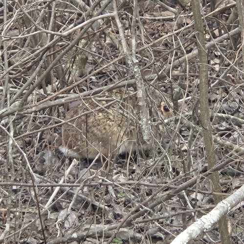 Swamp Rabbit observed by leigha3