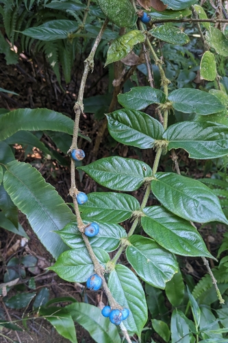 Small-leaved Lasianthus (Lasianthus attenuatus)
