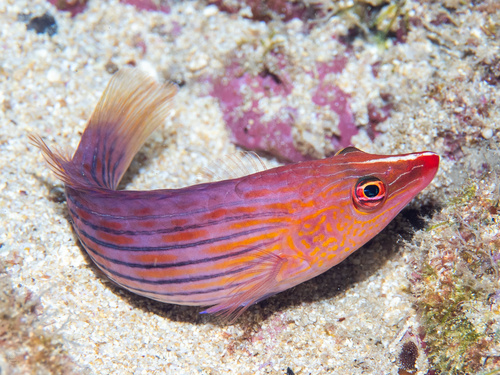 Eightline wrasse (Pseudocheilinus octotaenia) — Labridae — 3
