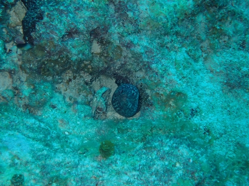 Spotted moray eel