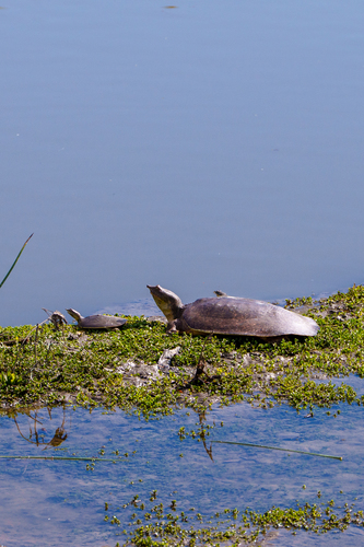 iNaturalist observation photo of Spiny Softshell