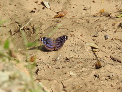 Myscelia ethusa ethusa