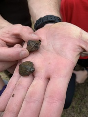 Sternotherus