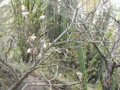 Pseudobombax palmeri