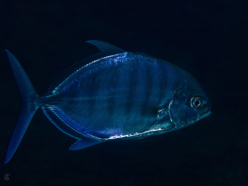 Carangoides ferdau, 2026-02-21