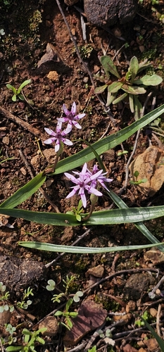 inland star lily (Wurmbea australis)