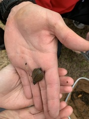 Sternotherus