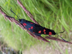Zygaena lonicerae