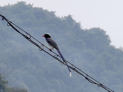 Red-billed Blue-Magpie