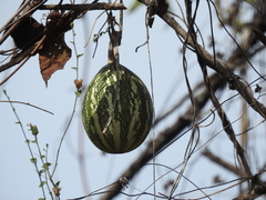Cucurbita argyrosperma