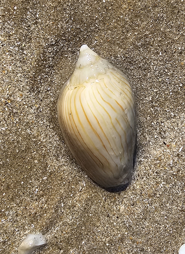 Zebra Volute from Australia on August 25, 2025 at 09:11 AM by Peggy ...