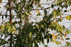 Elaenia flavogaster