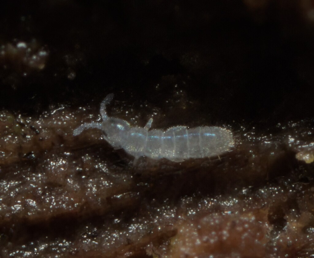 Folsomia hoffi