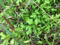 Selaginella ludoviciana