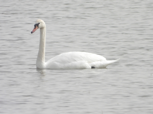 Mute Swan