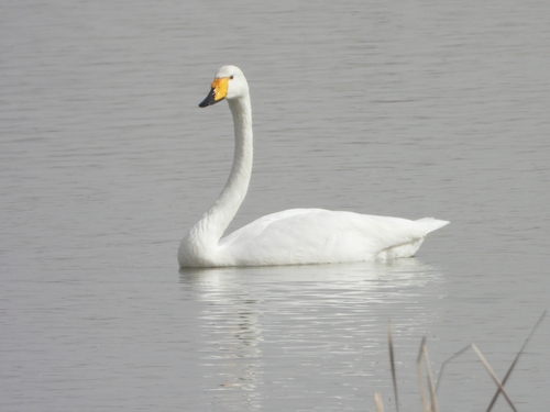 Whooper Swan
