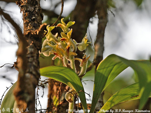 Dendrolirium lasiopetalum, 2026-01-20