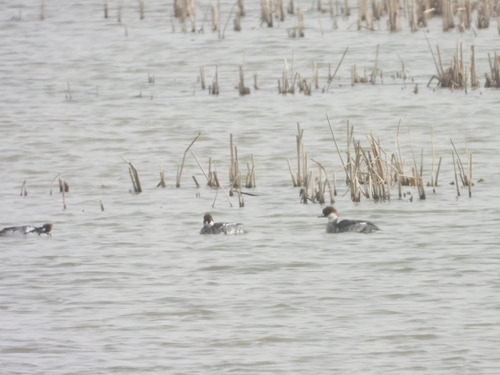 Smew