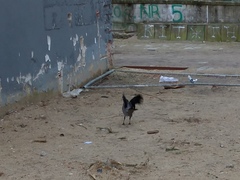 Corvus cornix
