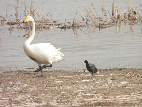 Eurasian Coot