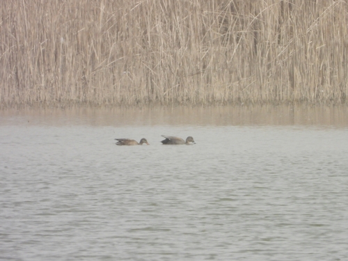 Gadwall