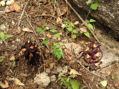 Bdallophytum americanum