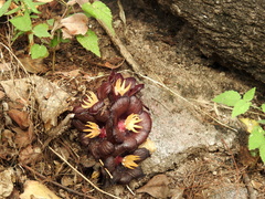 Bdallophytum americanum
