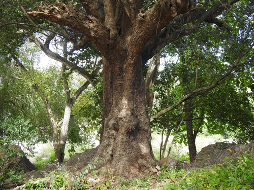 Sideroxylon persimile