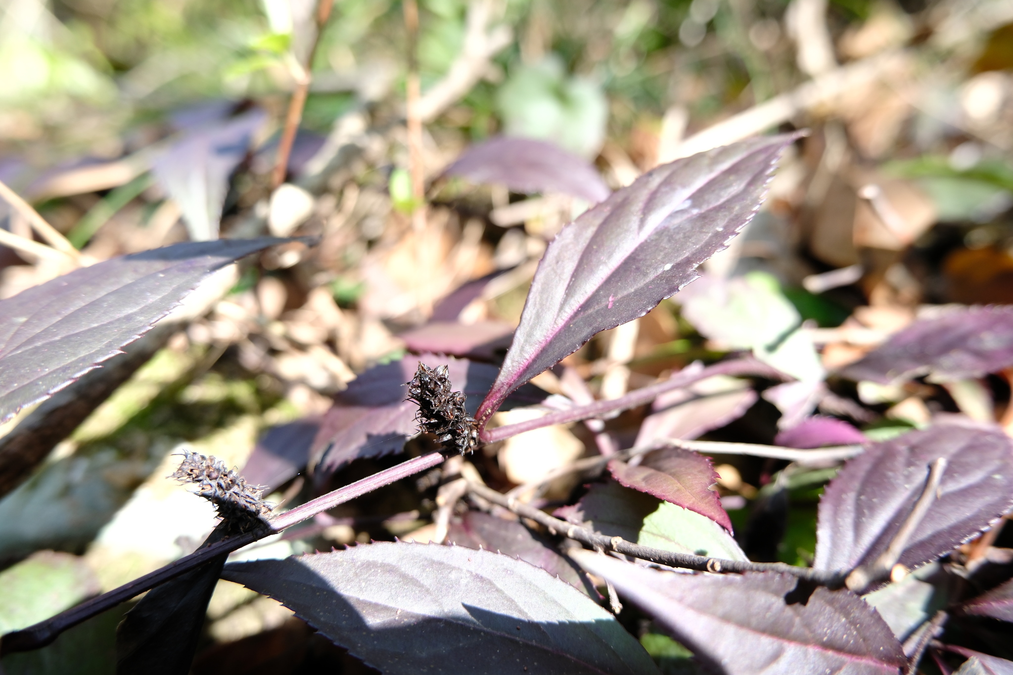 Veronicastrum axillare