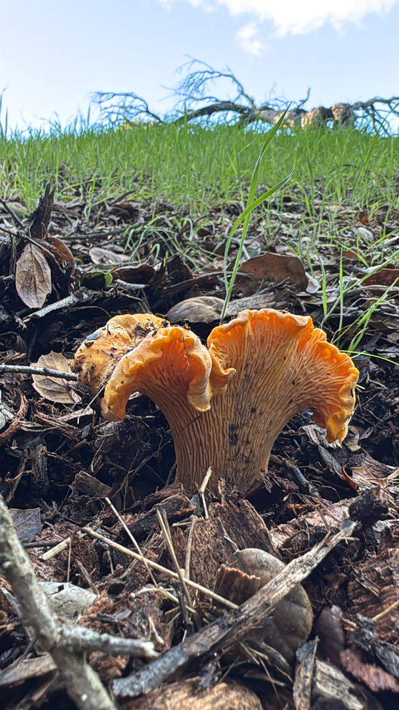 Cantharellus californicus · February 2026 · photo: © harrii (iNaturalist, cc-by)