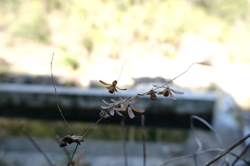Dinetus racemosus observed 2026-02-20