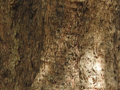 Sideroxylon persimile