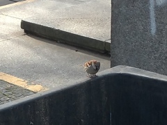 Passer domesticus