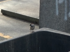 Passer domesticus