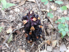Bdallophytum americanum