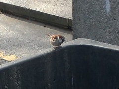 Passer domesticus