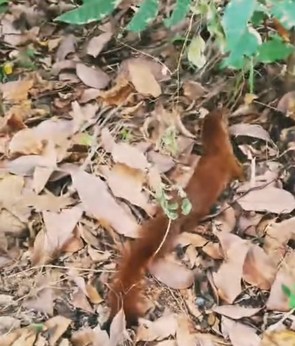 Common Slender Mongoose