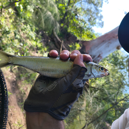 Australian freshwater herring (Potamalosa richmondia) — Clupeidae — 3
