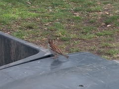 Passer domesticus