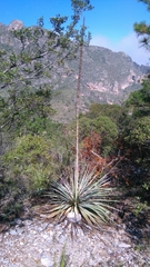 Dasylirion berlandieri