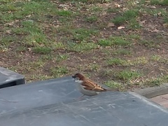 Passer domesticus
