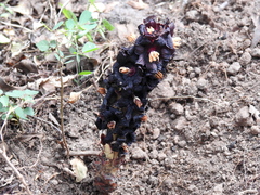 Bdallophytum americanum