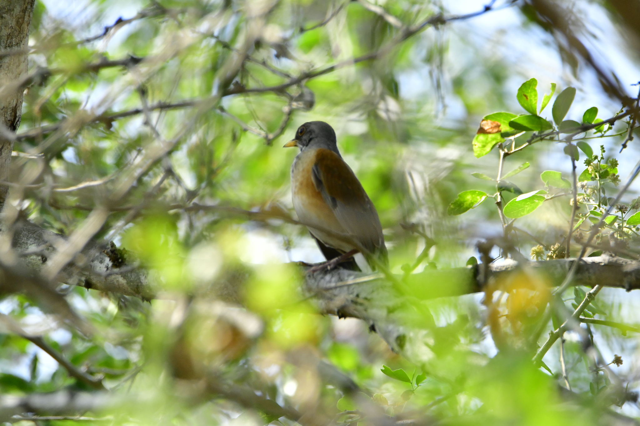 Rufous-backed Thrush (Turdus rufopalliatus), photo 6