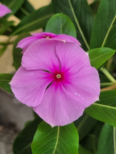 Madagascar Periwinkle