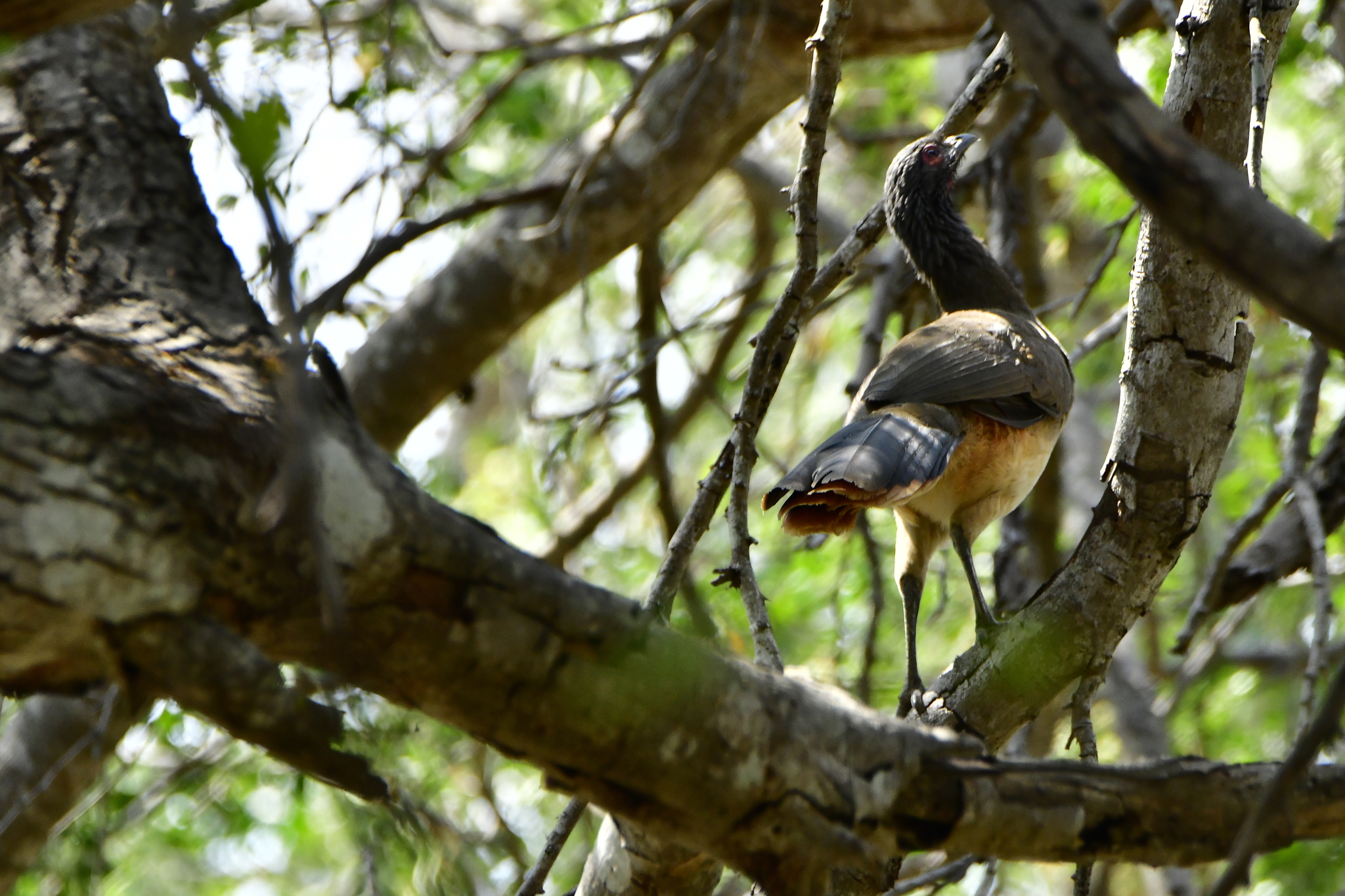 West Mexican Chachalaca (Ortalis poliocephala), photo 10